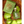 Pear Potion