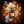 Bonfire Vanilla
